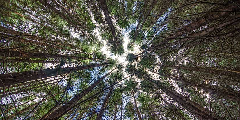 Kwantlen signs up to carbon neutrality target