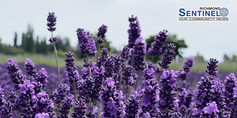 Richmond Stories: Lavender, a Place of Magic