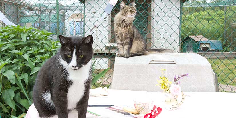 For your cat’s sake­—and for the environment—keep your cat indoors